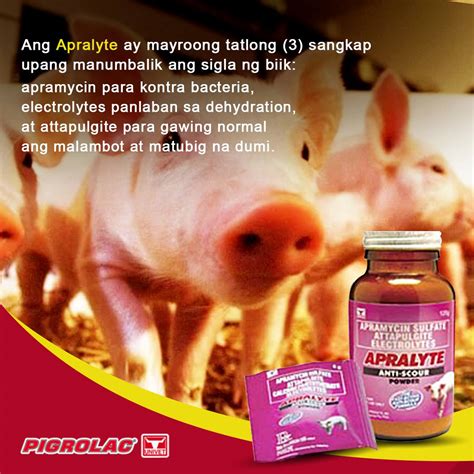 lunas sa pagtatae ng baboy|Home Remedies na Gamot Para sa May Sakit na Baboy .
